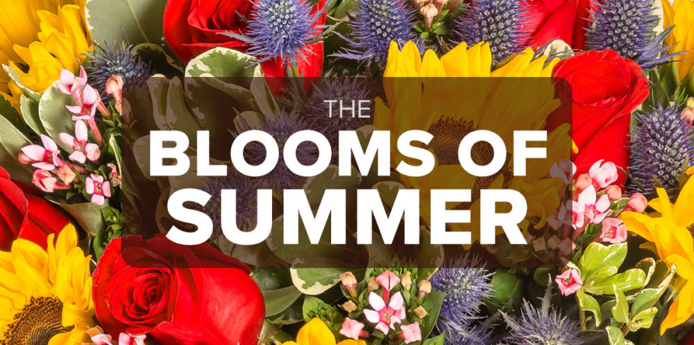 FM4-Bold—Sunny-Summer—Blog